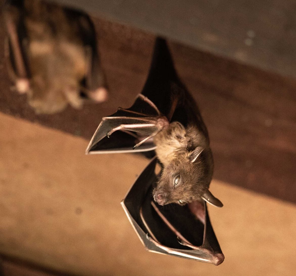 Expert bat removal services for a safe and humane solution in West Palm Beach